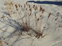 Juncus greenei