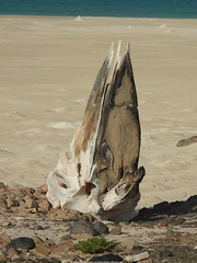 Physeter macrocephalus