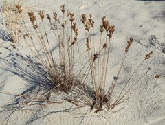 Juncus greenei