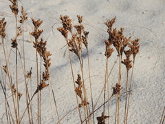 Juncus greenei