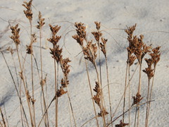 Juncus greenei