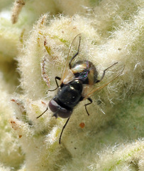 Musca vitripennis