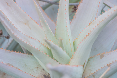Aloe perryi image