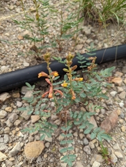 Hoffmannseggia glauca