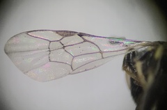 Hylaeus mesillae cressoni