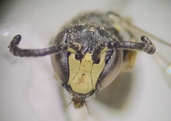 Hylaeus mesillae cressoni