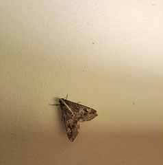 Sphingomorpha chlorea