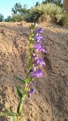 Penstemon palmeri