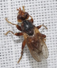 Myopa stigma