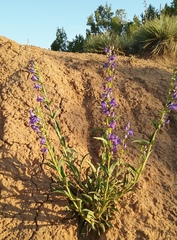 Penstemon palmeri