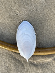 Sepia mestus