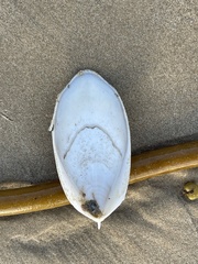 Sepia mestus