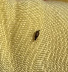 Phyllobius oblongus