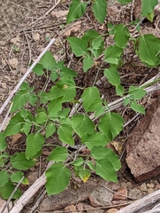 Physalis hederifolia