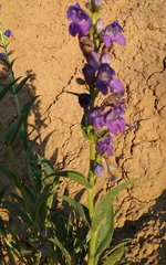 Penstemon palmeri