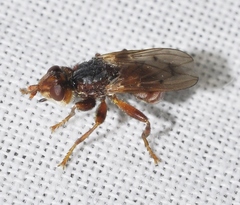 Myopa stigma