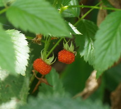 Rubus probus