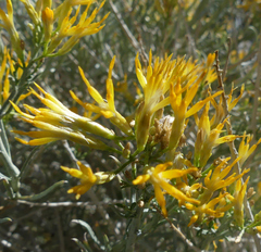 Ericameria nauseosa