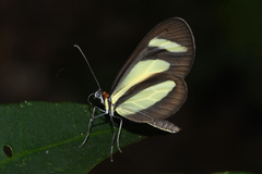 Aeria olena