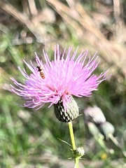 Cirsium nuttallii