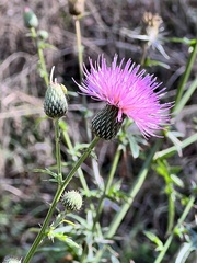 Cirsium nuttallii
