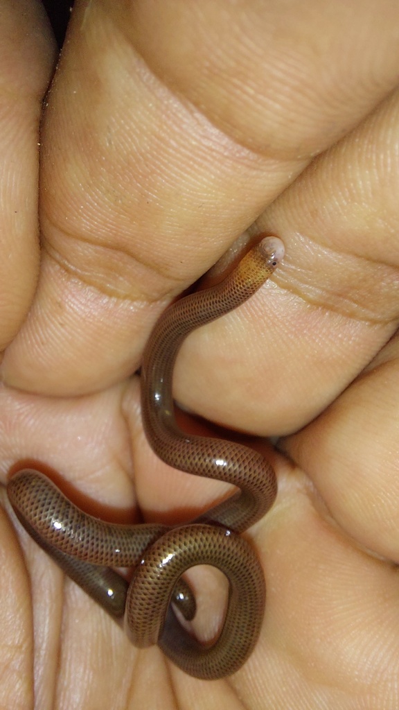 Cope's Blind Snake