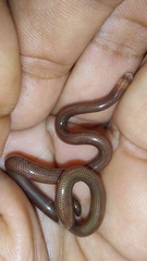 Liotyphlops anops