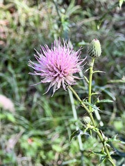 Cirsium nuttallii