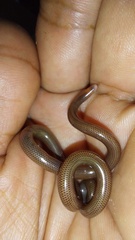 Liotyphlops anops