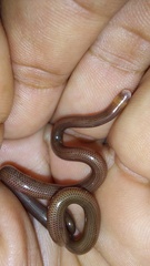 Liotyphlops anops
