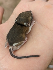 Dipodomys ordii