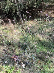 Cirsium nuttallii