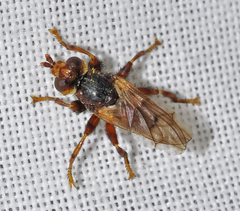 Myopa testacea