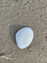 Macomona deltoidalis