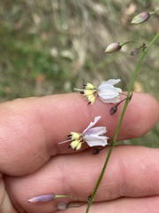 Arthropodium milleflorum