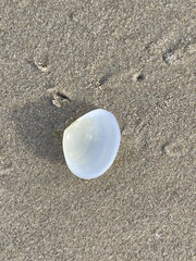 Macomona deltoidalis