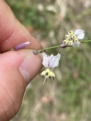 Arthropodium milleflorum