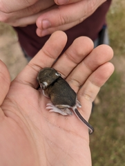 Dipodomys ordii
