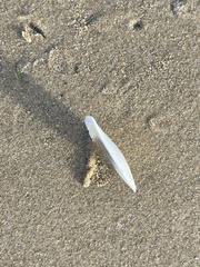 Macomona deltoidalis