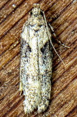 Chionodes mediofuscella