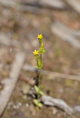 Gentianaceae