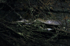 Leptodeira ashmeadii