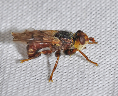 Myopa testacea