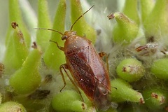 Agnocoris