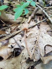Inocybe subfulva