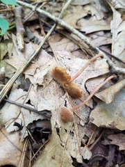 Inocybe subfulva