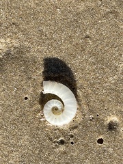 Spirula spirula