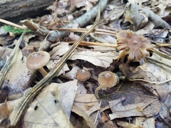 Inocybe subradiata