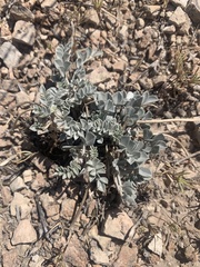 Astragalus chamaeleuce