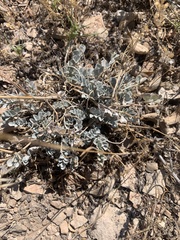 Astragalus chamaeleuce